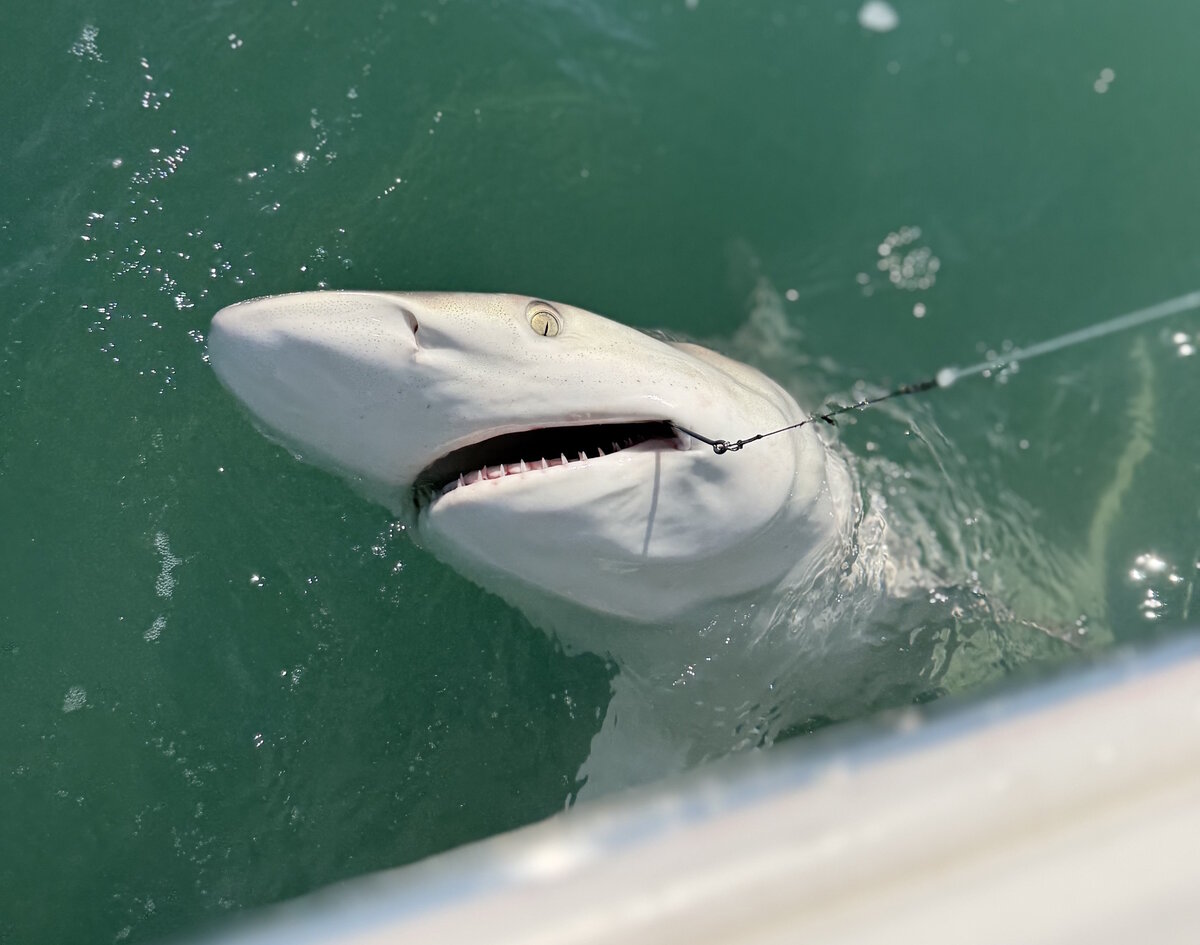 Blacktip shark up close on a shark fishing charter